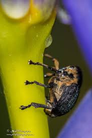 Attēlu rezultāti vaicājumam “Mononychus punctumalbum”