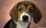 Puppy Eyes Beagle : Desktop and mobile wallpaper : Wallippo