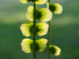 Attēlu rezultāti vaicājumam “Pterocarya fraxinifolia female flower”