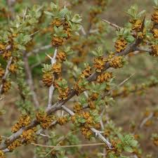 Attēlu rezultāti vaicājumam “Hippophae rhamnoides”
