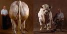 http://www.doobybrain.com/wp-content/uploads/2008/02/belgian-blue-front-back.jpg