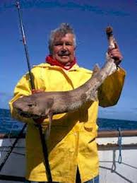 Image result for Scyliorhinus stellaris