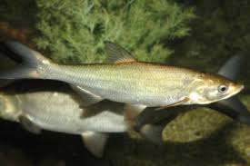 Attēlu rezultāti vaicājumam “Leuciscus idus”