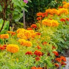 Attēlu rezultāti vaicājumam “Tagetes flower”