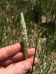 Attēlu rezultāti vaicājumam “Alopecurus aequalis”