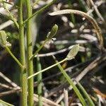 Attēlu rezultāti vaicājumam “Draba nemorosa fruit”