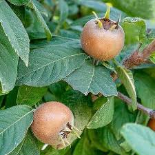 Attēlu rezultāti vaicājumam “Mespilus germanica fruit”