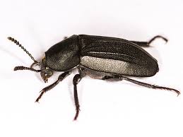 Attēlu rezultāti vaicājumam “Silpha sp.”