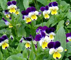 Image result for Viola cornuta
