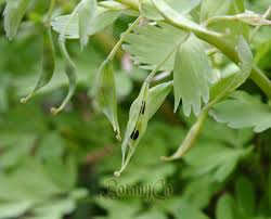 Attēlu rezultāti vaicājumam “Corydalis solida fruit”