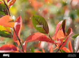 Attēlu rezultāti vaicājumam “Aronia melanocarpa leaf”