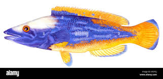 Image result for Labrus mixtus