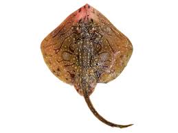 Image result for Raja asterias