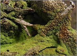 Attēlu rezultāti vaicājumam “Micarea sp.”