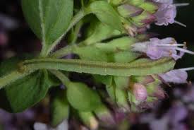 Attēlu rezultāti vaicājumam “Eupithecia subumbrata”