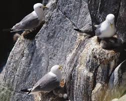 Attēlu rezultāti vaicājumam “Rissa tridactyla nest”