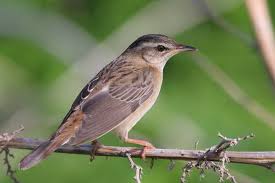 Image result for Locustella certhiola