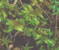 Attēlu rezultāti vaicājumam “Tomentypnum nitens”