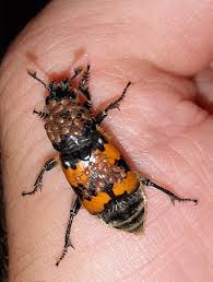 Attēlu rezultāti vaicājumam “Nicrophorus vespillo”