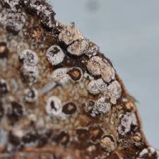 Attēlu rezultāti vaicājumam “Didymium sp.”