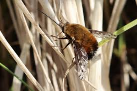 Attēlu rezultāti vaicājumam “Bombyliidae”
