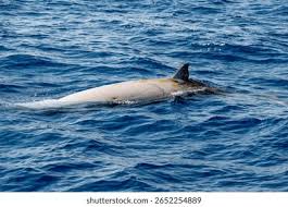 Image result for Ziphius cavirostris