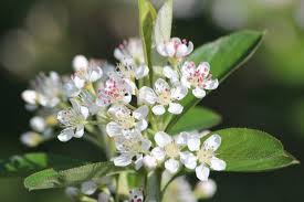Attēlu rezultāti vaicājumam “Aronia melanocarpa flower”