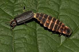 Attēlu rezultāti vaicājumam “Lampyris noctiluca”