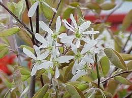 Attēlu rezultāti vaicājumam “Amelanchier spicata flower”