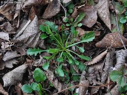 Attēlu rezultāti vaicājumam “Leucanthemum vulgare leaf”