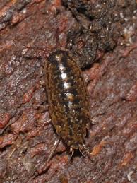 Attēlu rezultāti vaicājumam “Ligidium hypnorum”