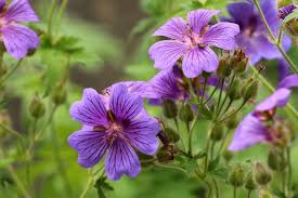 Image result for Storchschnäbel