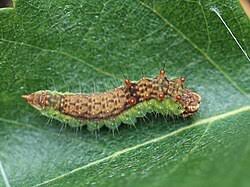 Attēlu rezultāti vaicājumam “Drepana falcataria”