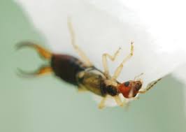 Attēlu rezultāti vaicājumam “Forficula auricularia male”