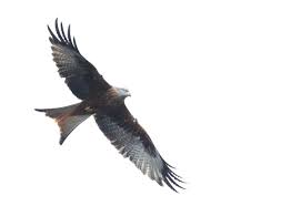 Image result for Kite Ireland