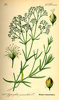 Attēlu rezultāti vaicājumam “Gypsophila paniculata bud”