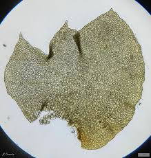 Attēlu rezultāti vaicājumam “Trilophozia quinquedentata”