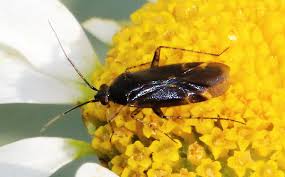 Attēlu rezultāti vaicājumam “Adelphocoris seticornis”