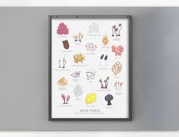 Attēlu rezultāti vaicājumam “Oligonema favogineum”