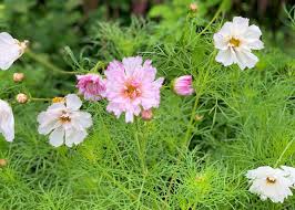 Image result for Cosmos bipinnatus `Double Click`