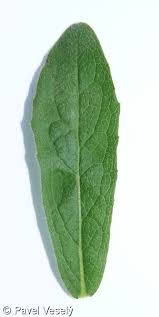 Image result for Inula hirta
