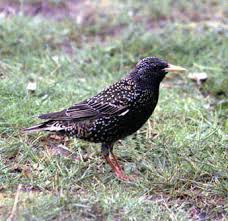 Attēlu rezultāti vaicājumam “Sturnus vulgaris”