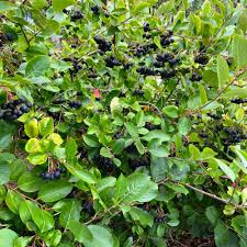 Attēlu rezultāti vaicājumam “Aronia melanocarpa fruit”