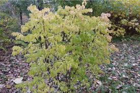 Attēlu rezultāti vaicājumam “Euonymus verrucosus”