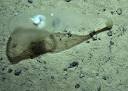unknown creatures found