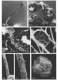 Attēlu rezultāti vaicājumam “Clastoderma debaryanum spores”