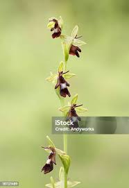 Attēlu rezultāti vaicājumam “Ophrys insectifera”