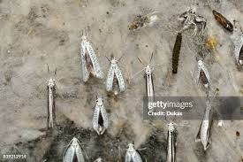 Attēlu rezultāti vaicājumam “Yponomeuta evonymella larva”