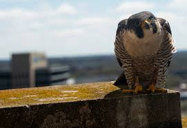 Image result for Ukc Falcons