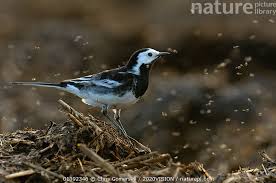 Attēlu rezultāti vaicājumam “Motacilla alba adult”